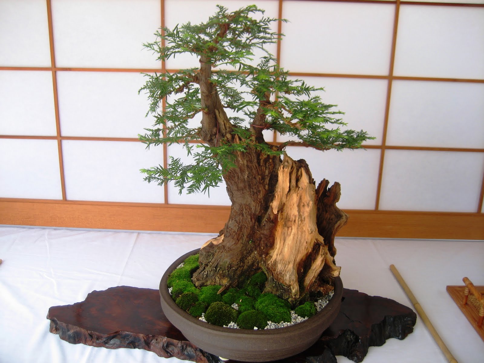The Internet Is Chewing Gum For The Eyes Bonsai Bonanza The Internet Is Chewing Gum For The Eyes Bonsai Bonanza