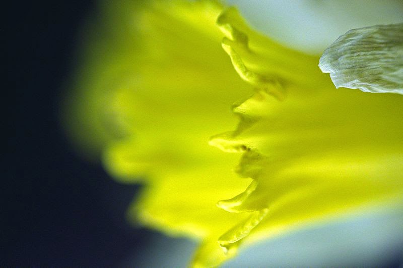 [Image: daffodill4SM.jpg]