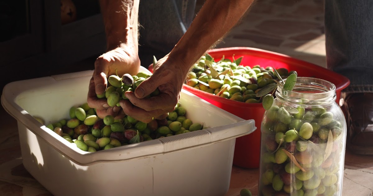 Quotidian Life Olive Harvest