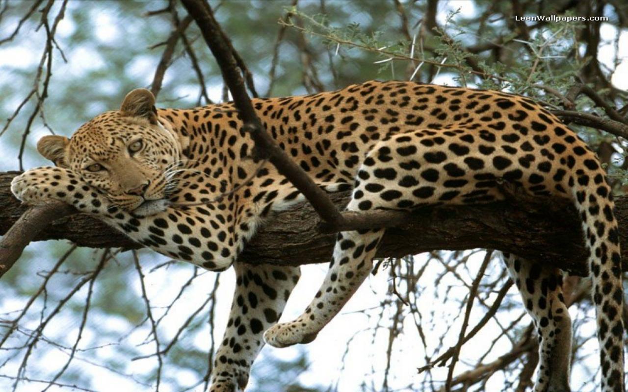 All About Leopard Around The World All About Leopard Around The World