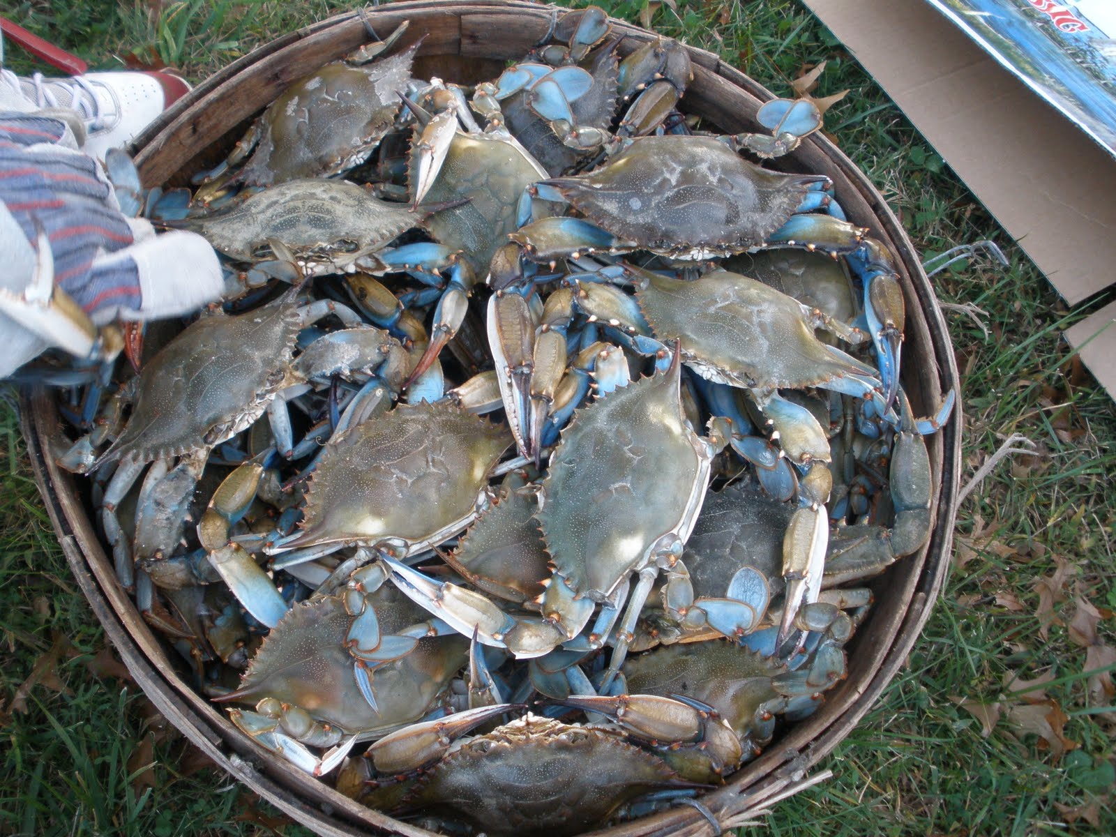 Bananas! Steamed Blue Crabs