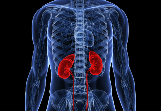 Exames simples previnem doença renal