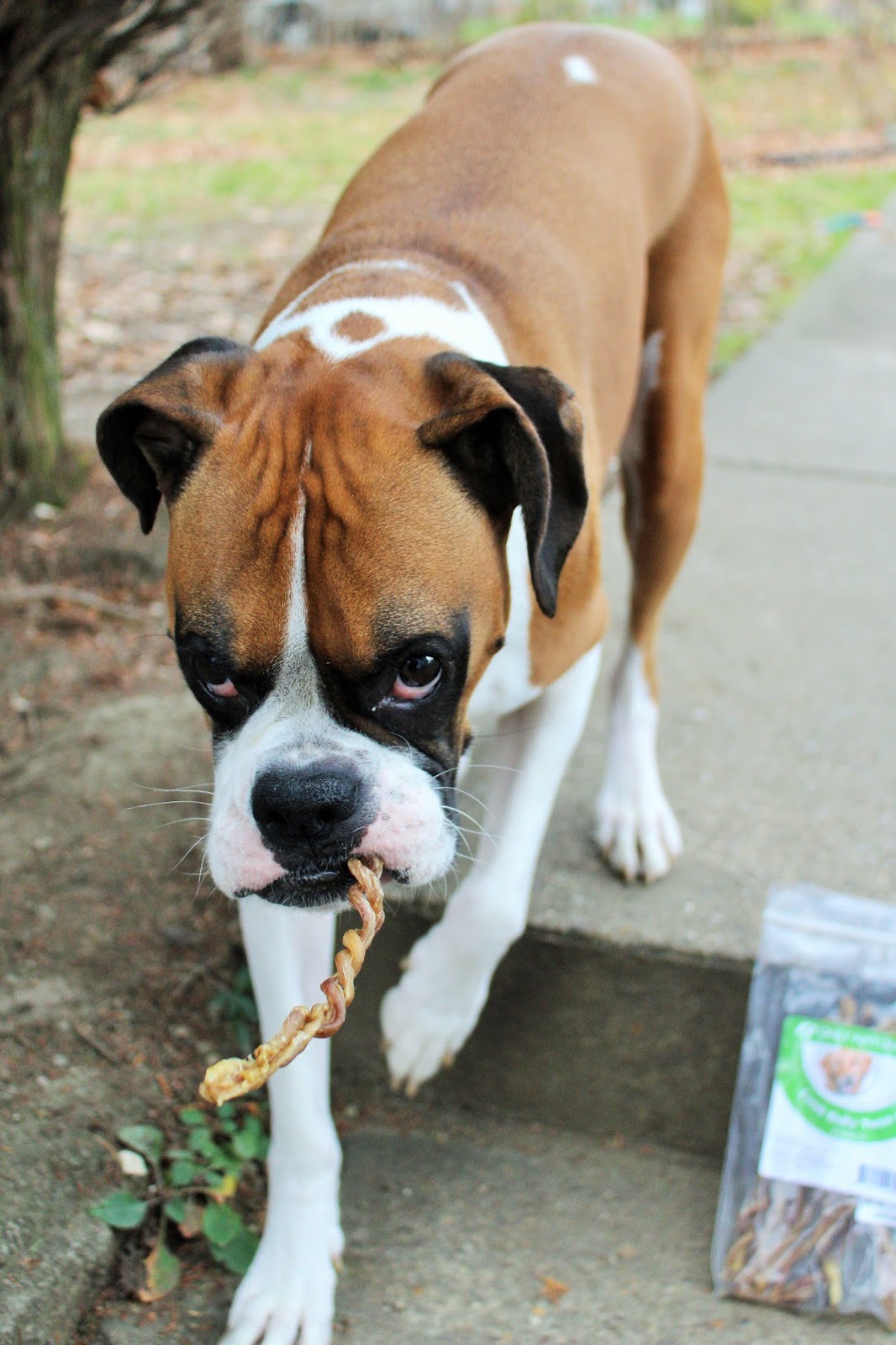 Dog Madness Alle's Tongue & Taste Buds Are Twisting In Delight Over