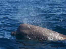 Jonah's whale?