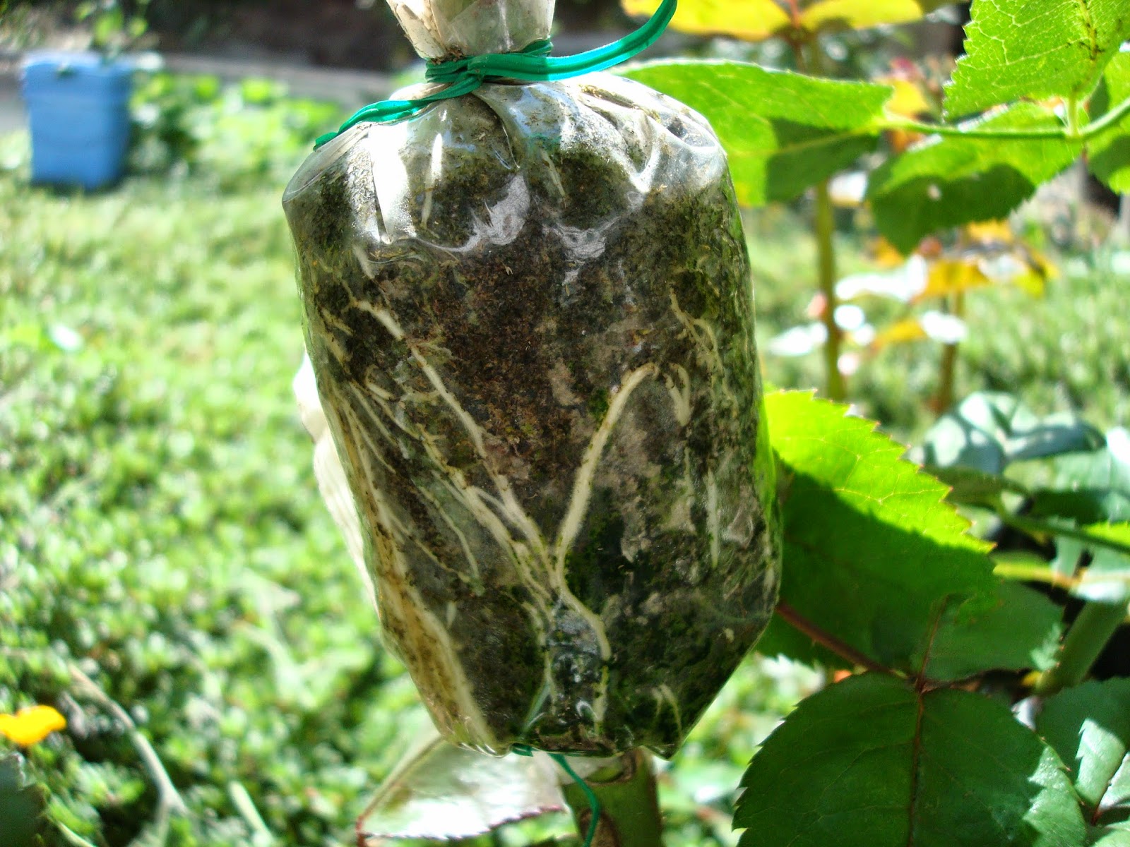 Air Layering Rose Propagation Air Layering a Rose by mon santiano