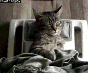 funny-cat-gifs-040-003.gif