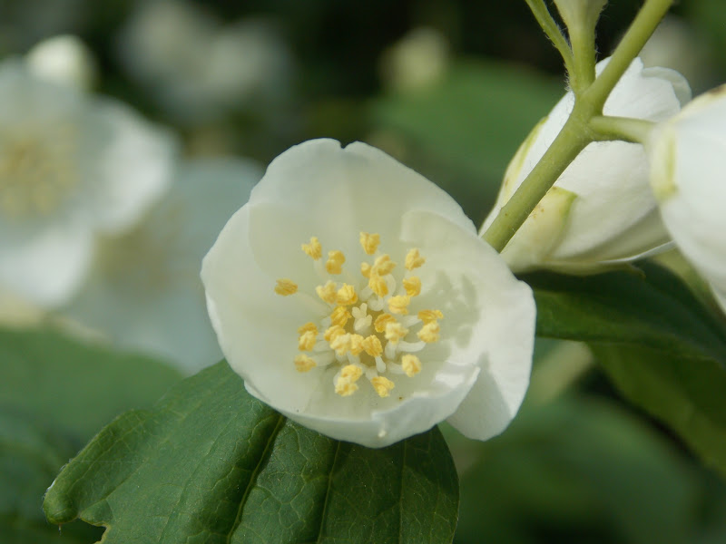 Unbrivido Fiori D Angelo