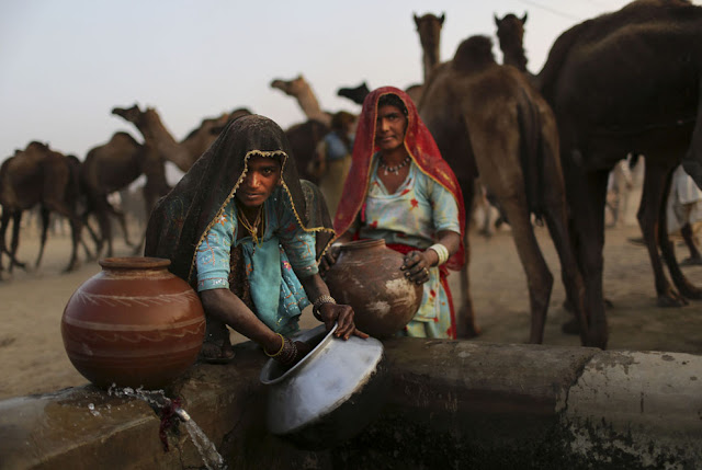 الهند: إحتفالات بوشكار لعام 2012 Pushkar+Camel+%2816%29