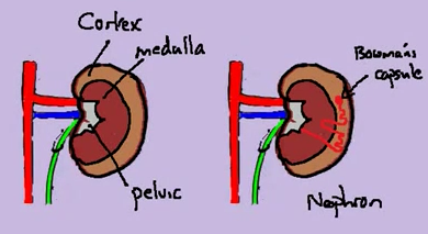 qing's biology blog: 2.70 Nephron Structure