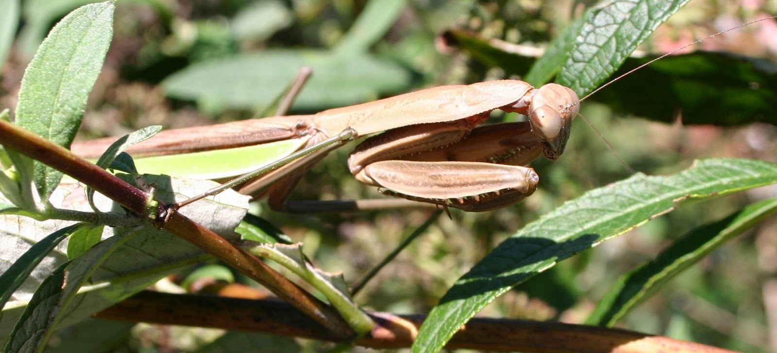 My Temple of Nature September 2011