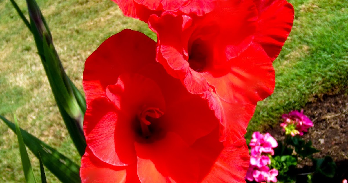 Thom Zehrfeld Photography Summer Flowers In Oregon City Part 4