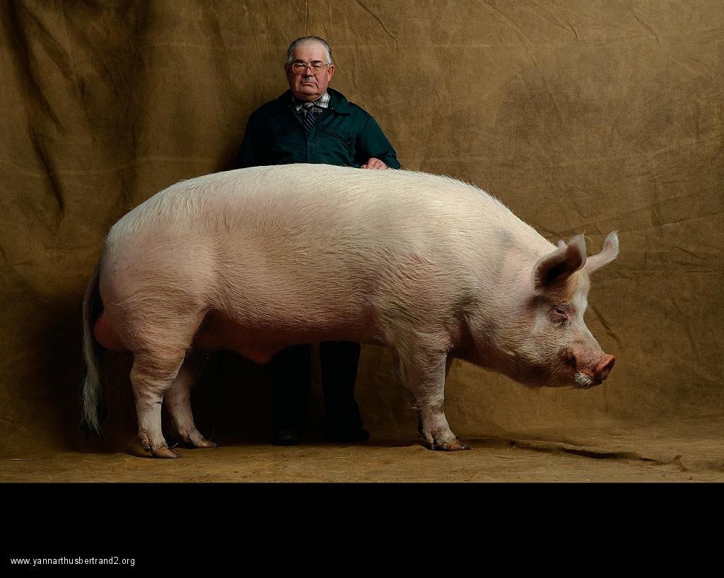 yann arthus bertrand and farm animal portraits yann arthus bertrand and farm animal portraits