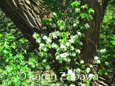 White apple blossoms in bloom May 11, 2012 Mississauga. Apple blossoms white blooms Mississauga Ontario (port Credit)