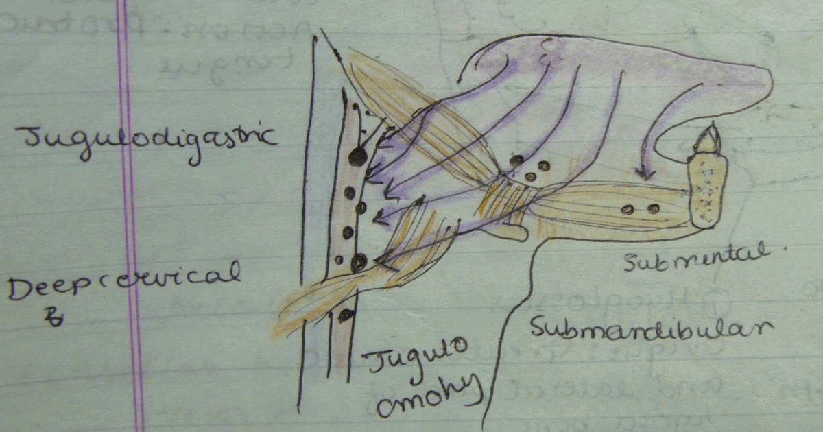 Medicowesome Lymphatic drainage of the tongue