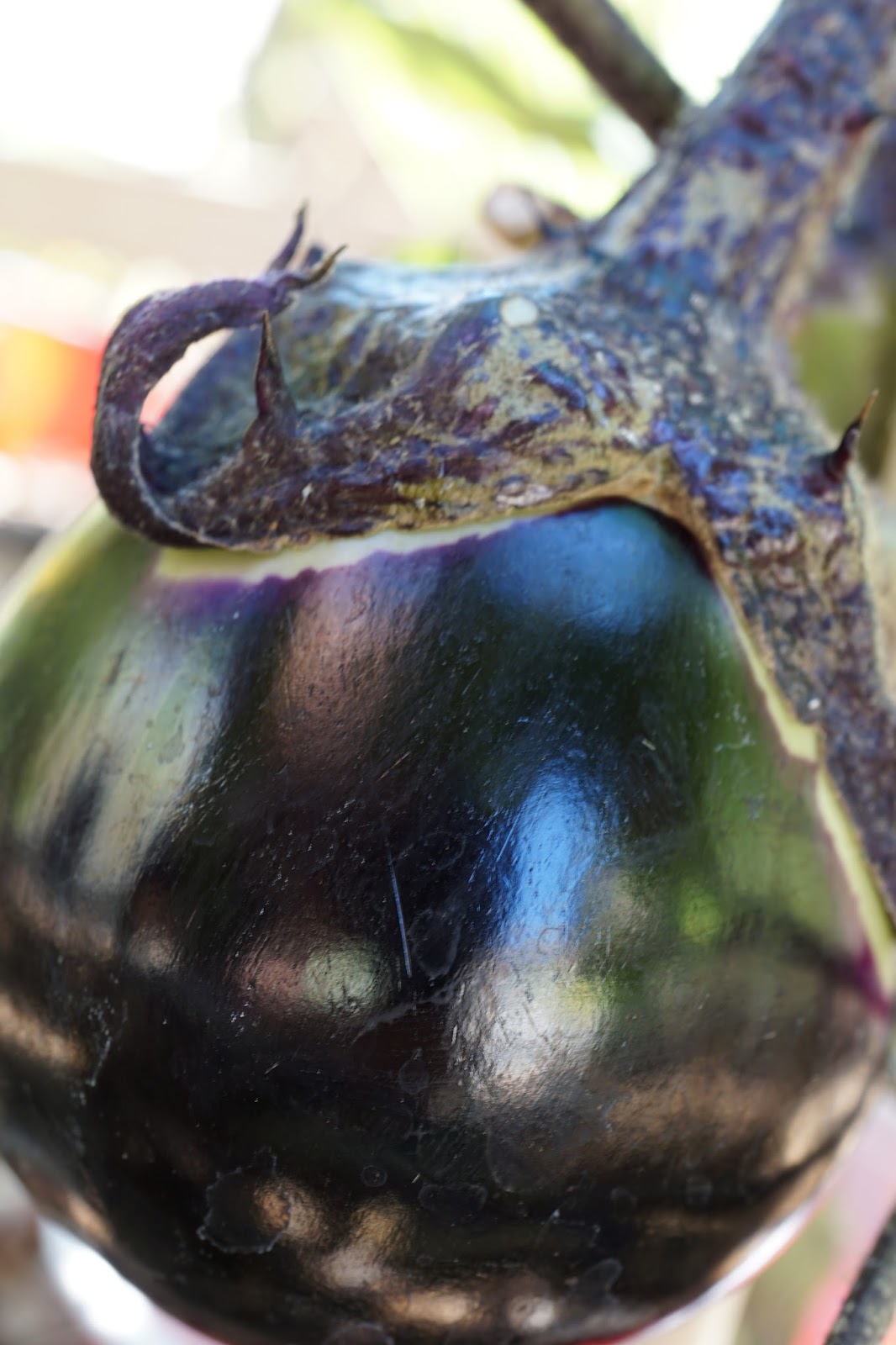 Kamo Eggplant How To Grow at Carmelita Majewski blog