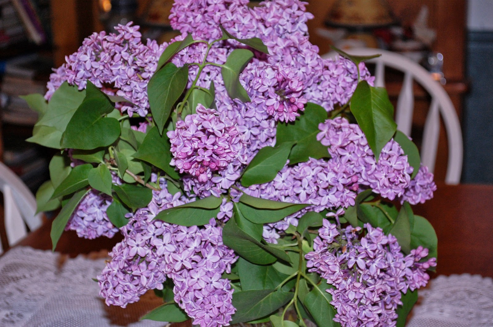 Sprouts May is Lilac Here in New England