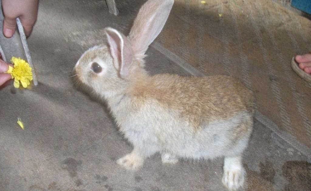 Dangerous of Wild Animals Pet rabbits