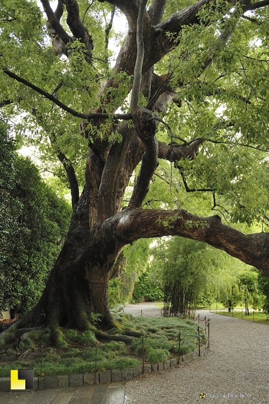un arbre remarquable du jardin d'isola bella photo pascal blachier
