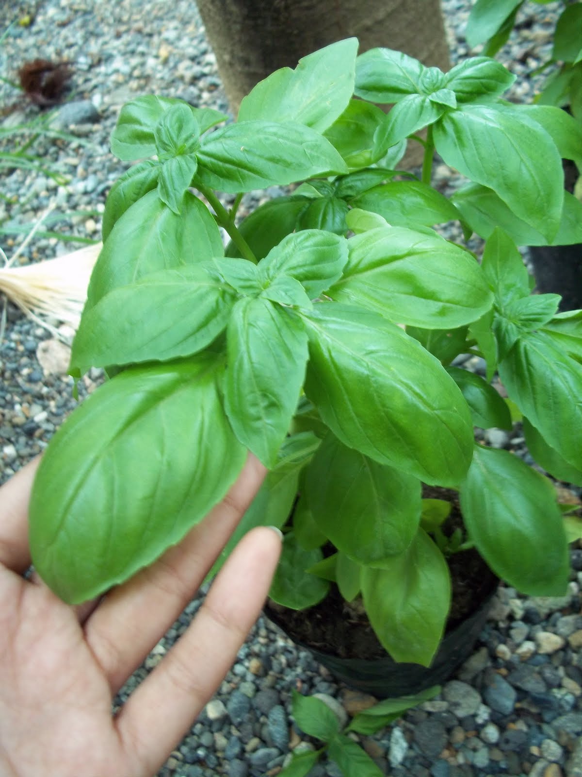 Hydroponics & Organics in Cebu My Organic Herbs Basil, Sage & Mint
