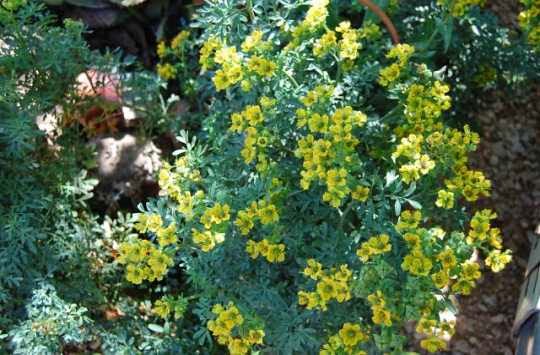 Plantas Medicinales Canarias: RUDA