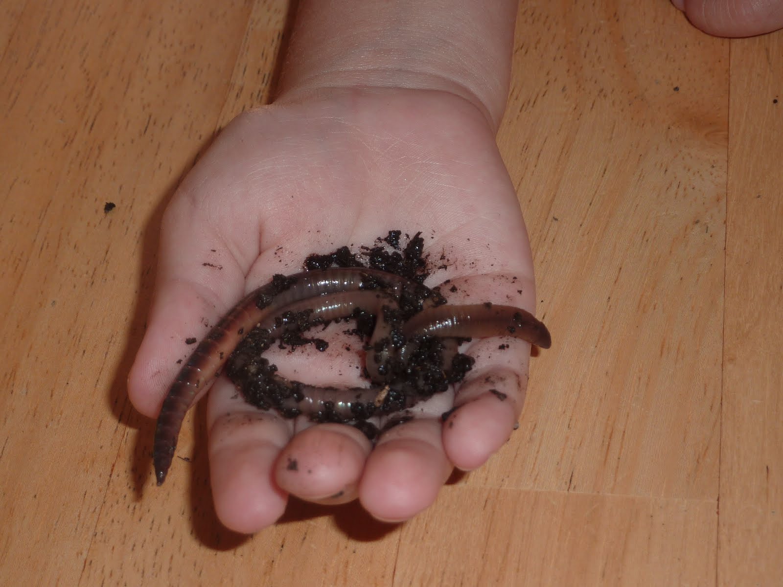 Desert Vista Preschool Worms, worms, and more worms!!