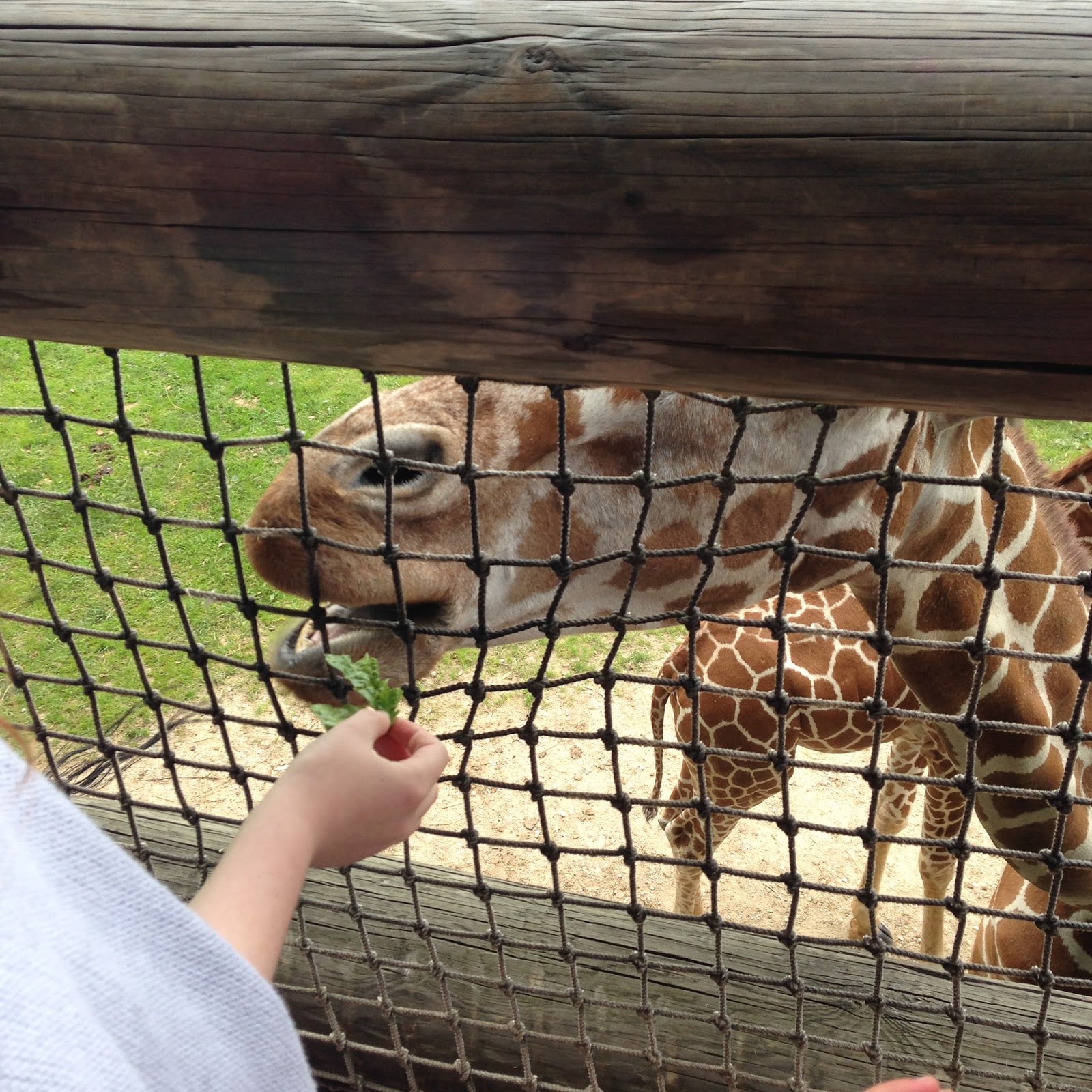 An Indiana Mom! Binder Park Zoo, Battle Creek Michigan