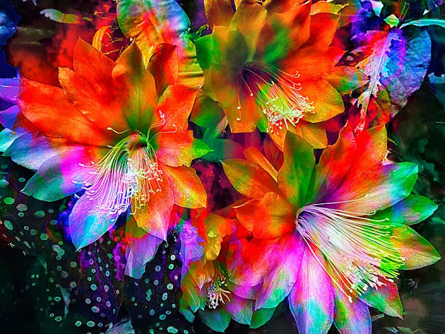 Rainbow Flowers Wallpapers Free Download