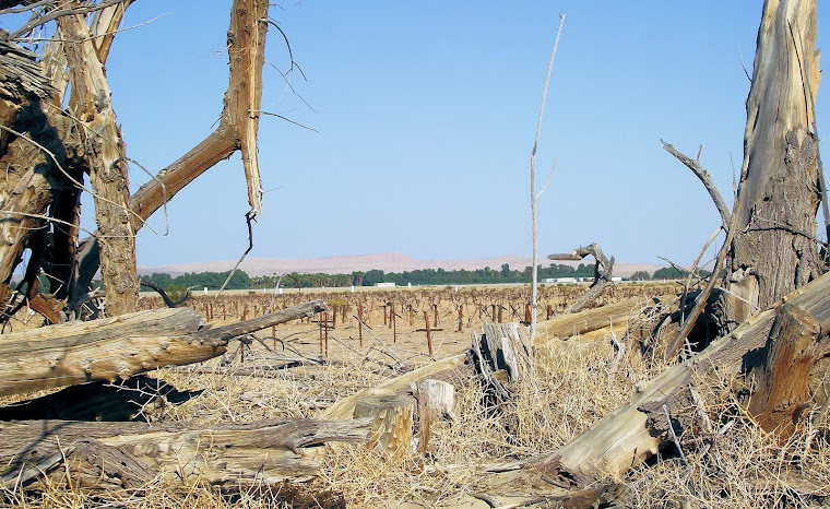 Grape Vine Cemetery