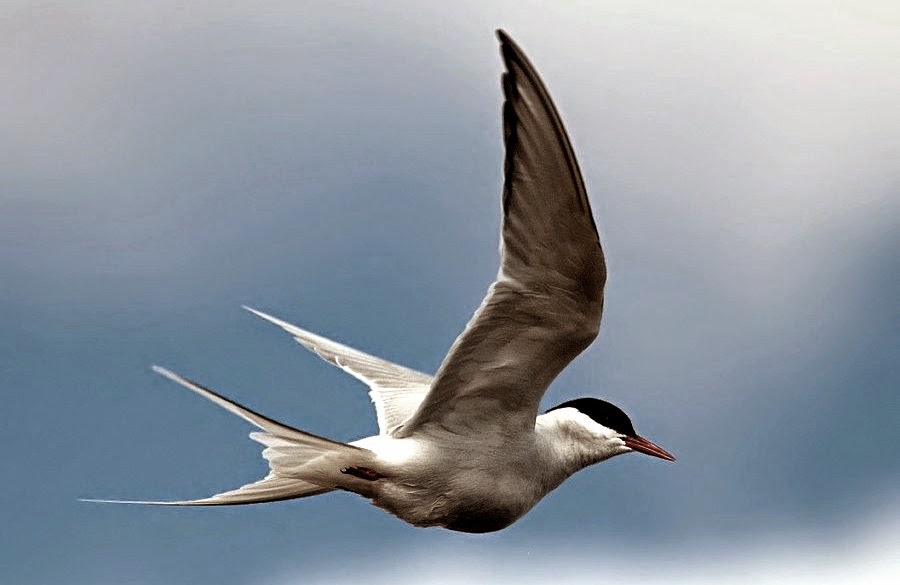 Migrasi Burung di Indonesia dan Dunia - GOMUMU