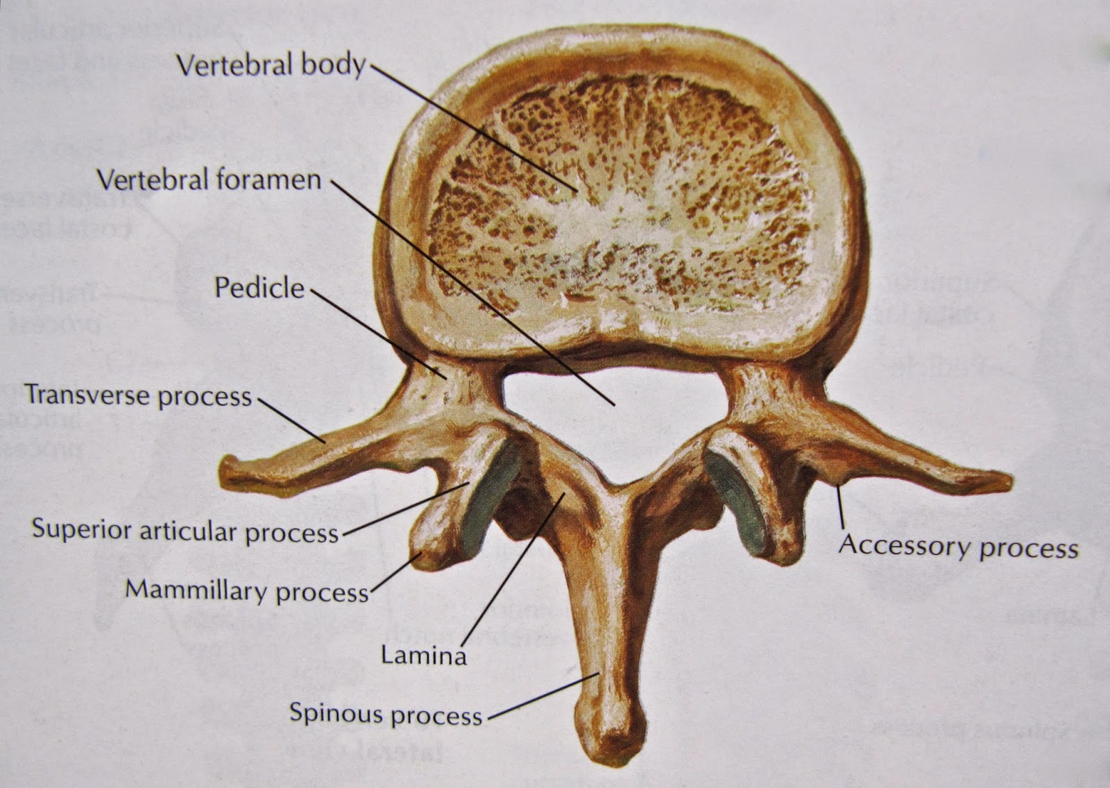Medical Freak  Osteology Of The Vertebrae