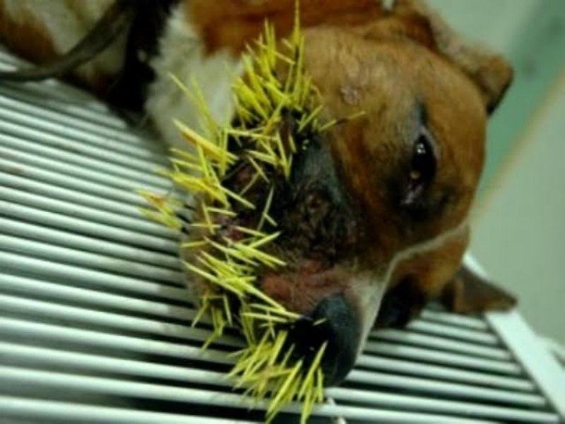 Caliandra do Cerrado: Ouriço-cacheiro