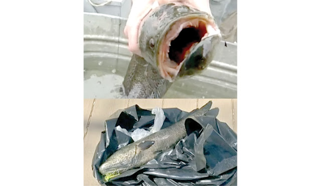 Ikan Seram Frankenfish Serbu Sungai di New York