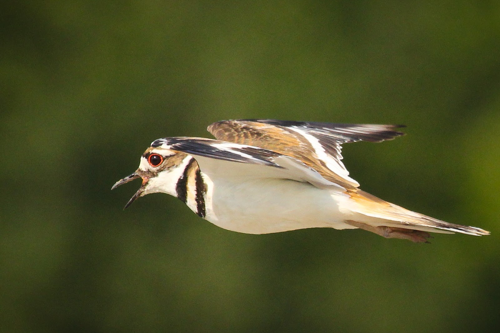 Feather Tailed Stories Killdeer on Tracks