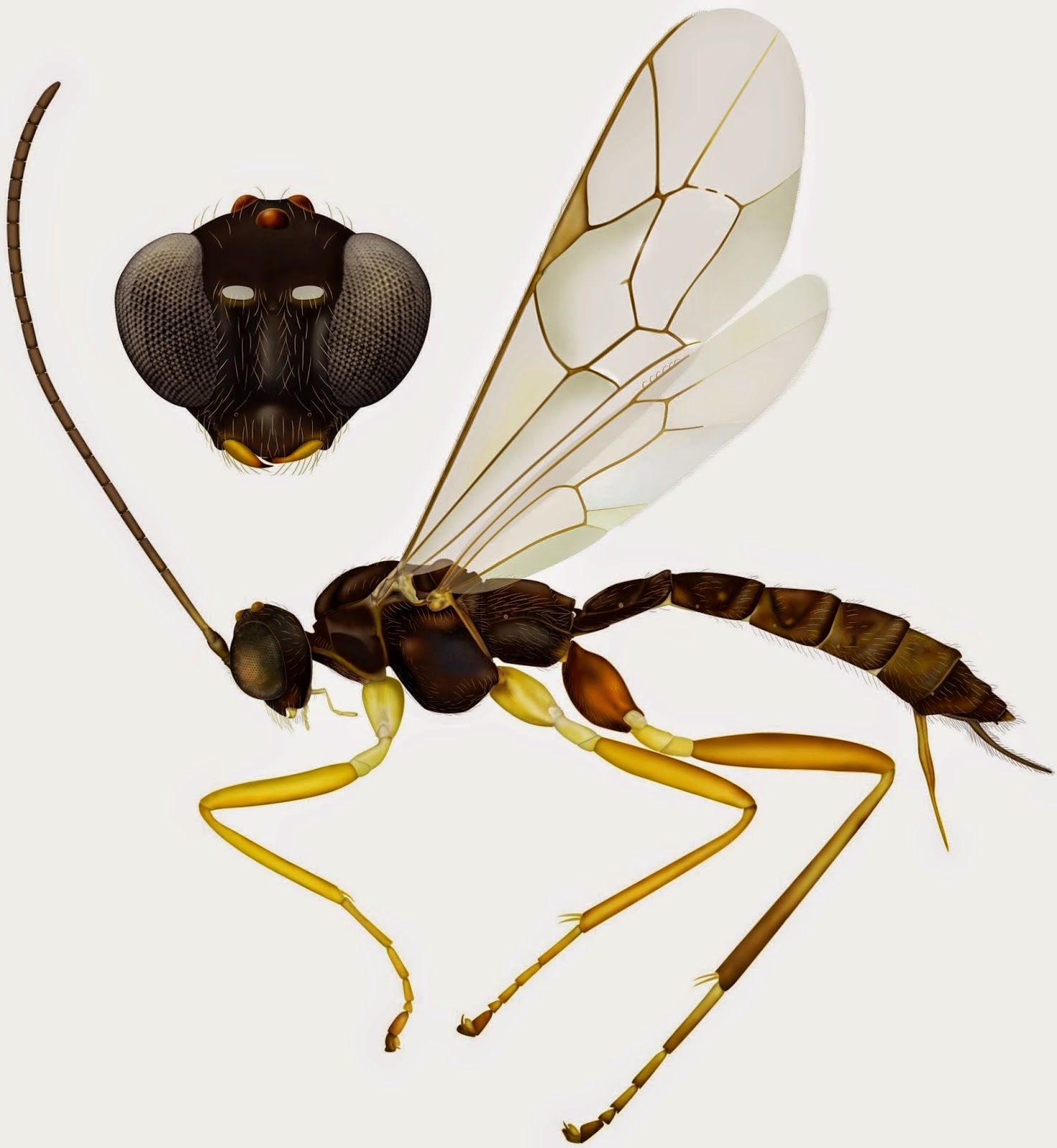 http://sciencythoughts.blogspot.co.uk/2015/01/two-new-species-of-ichneumon-wasps-from.html