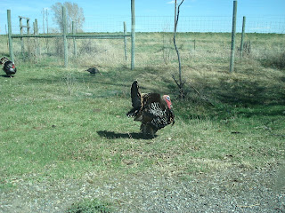 Turkey at Bear World Turkey