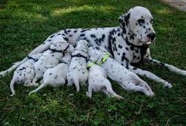 http://www.bulhufas.es/animales/wp-content/uploads/2011/02/Cachorros-mamando.jpg