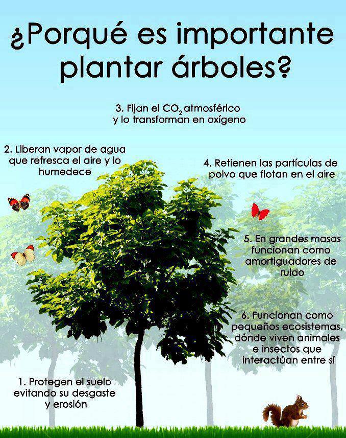 Resultado de imagen para Plantemos un árbol