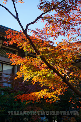 鐮倉鶴岡八幡宮, 紅葉, kamakura red leaves 鐮倉鶴岡八幡宮, 紅葉, kamakura red leaves