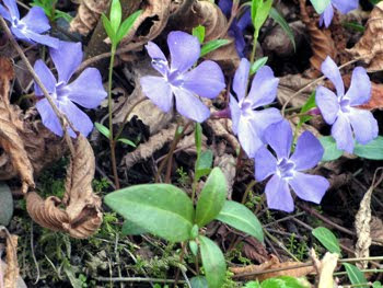 Vinca Minor