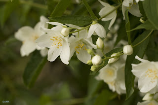 Flori de iasomie (Jasminum)