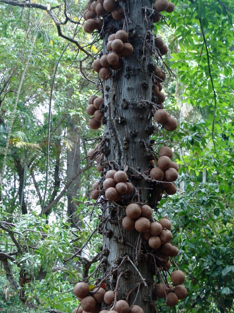 Cannonball Tree