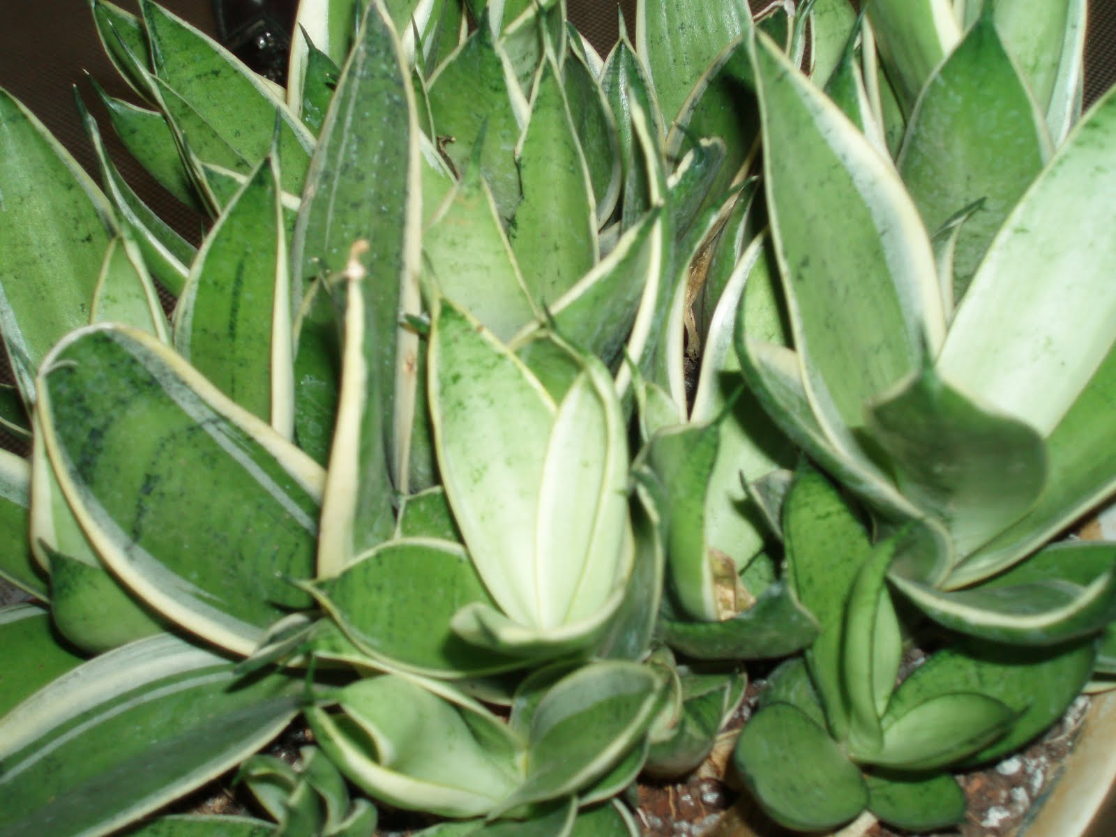 Jual Tanaman Hias Sansevieria | tanamanbaru