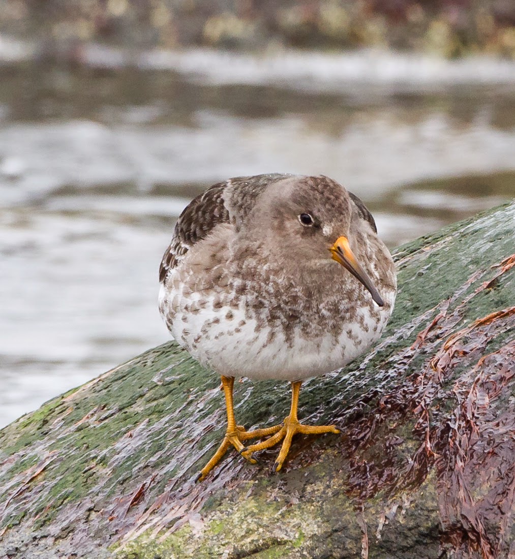 Surner Birding Plum Island to Southern New Hampshire