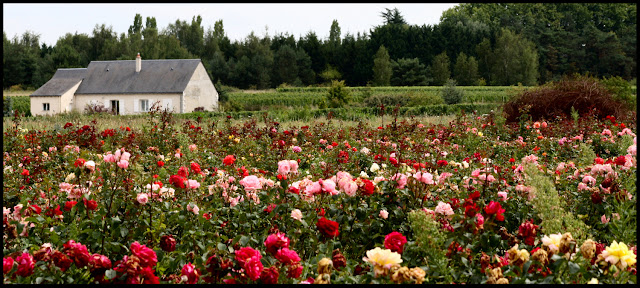 Rose nursery near the village of Francueil. Rose nursery near the village of Francueil.