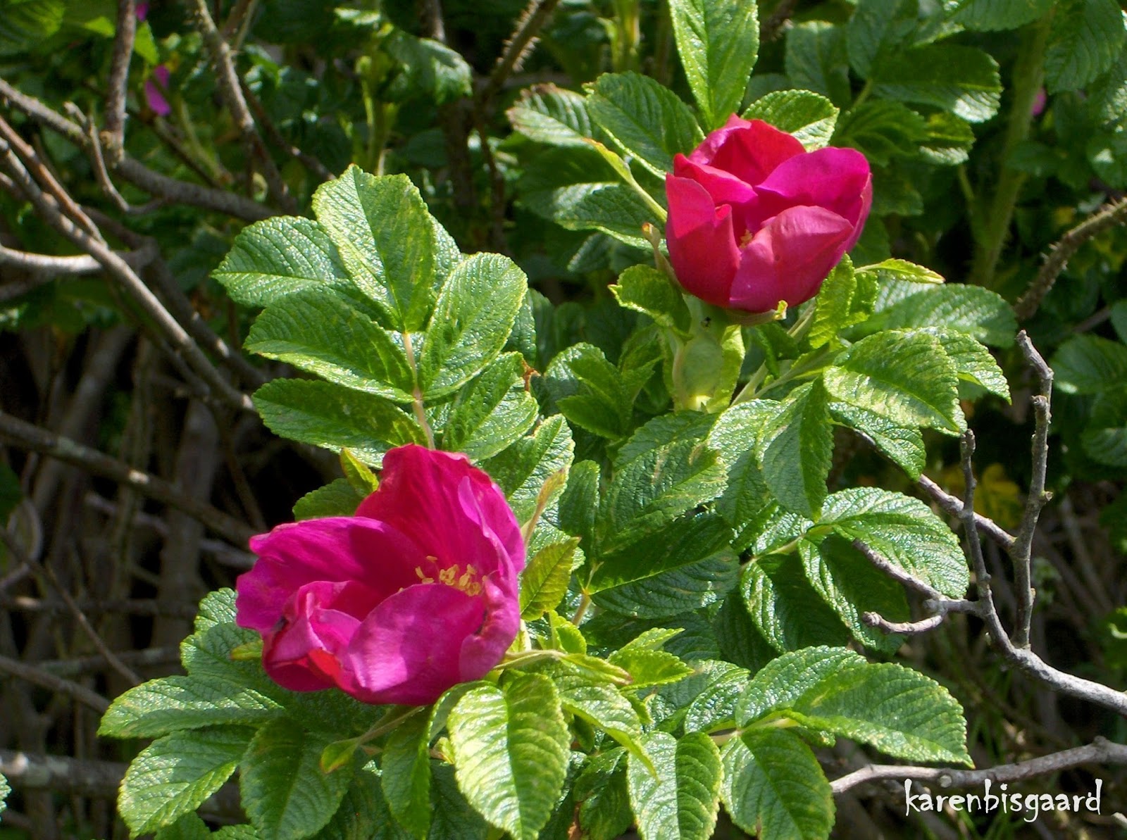 Karen`s Nature Photography Red Rugosa Rose in full Bloom.