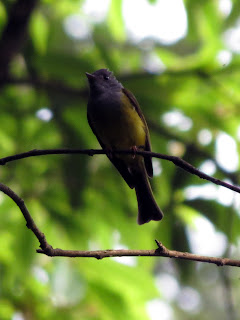 Grey-headed Canary-Flycatcher, Nagarjun NP, Nepal