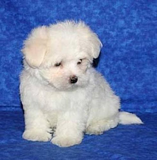 Maltese Puppy Picture