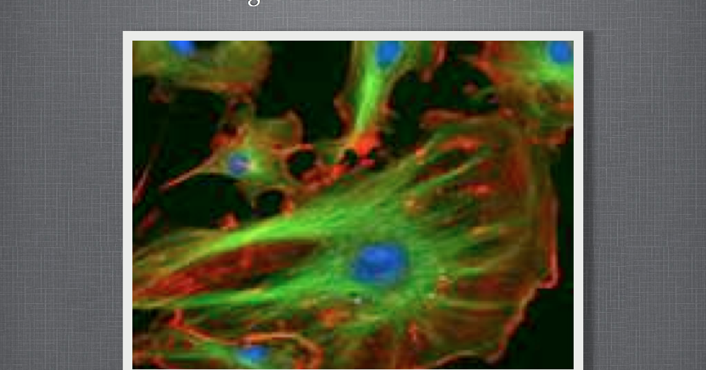 SASIC 6th Grade Adventures in Learning: Cell Organelles PowerPoint
