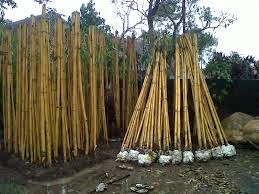 TANAMAN PAGAR, TANAMAN HIAS, POHON BAMBU, POHON UNTUK PAGAR RUMAH http://tukangtamanqu.blogspot.com/2014/11/tanaman-pagar-tanaman-hias-pohon-bambu.html