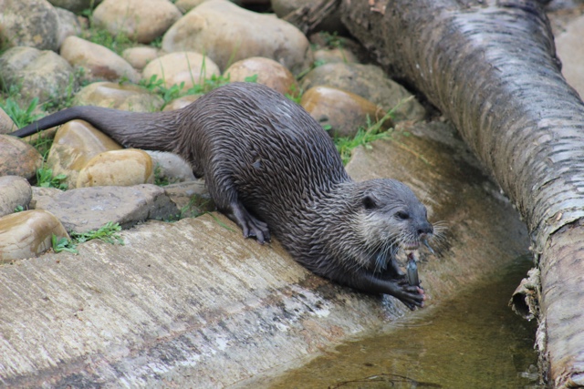 otter whipsnade